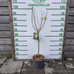 Hortenzia metlinatá (Hydrangea paniculata) ´SKYFALL´ - výška 80-100 cm, kont. C5L - NA KMIENKU